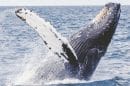 Whale Watching Tours