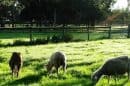 Bundoora Park Childrens Farm