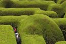 Ashcombe Maze And Lavender Gardens